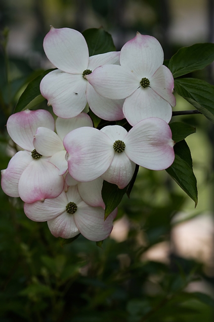 Jardin des Impressionnistes-MAI14-006